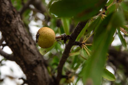 almond-leaved pears fruit growing on a tree in an orchard garden.の写真素材