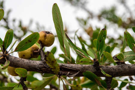 almond-leaved pears fruit growing on a tree in an orchard garden.の写真素材