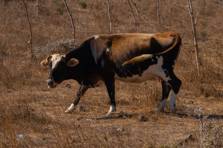 Cows grazing in the bushes near the villageの写真素材
