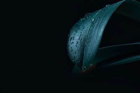 Raindrops on fresh green leaves on a black background. Macro shot of water droplets on leaves. Waterdrop on green leaf after a rain.の写真素材
