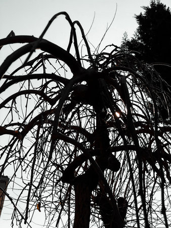 Leafless Oak tree branches silhouette. Black and white. Natural oak tree branches silhouette on a white background.の写真素材