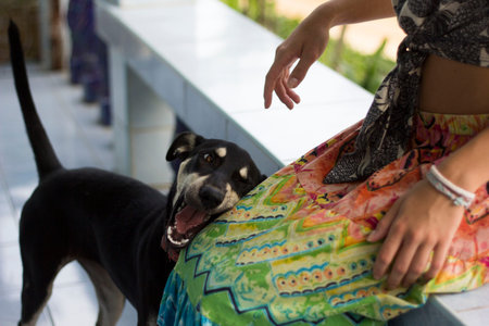 Young dog playing with girl in colourfull dressの写真素材