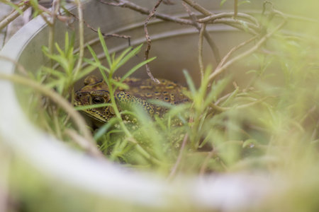 Green frog sitting in the white floral potの写真素材
