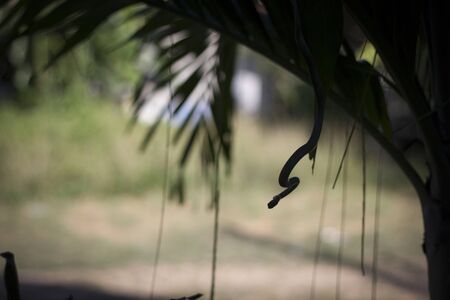 Green tree snake in rain forest, Thailandの写真素材