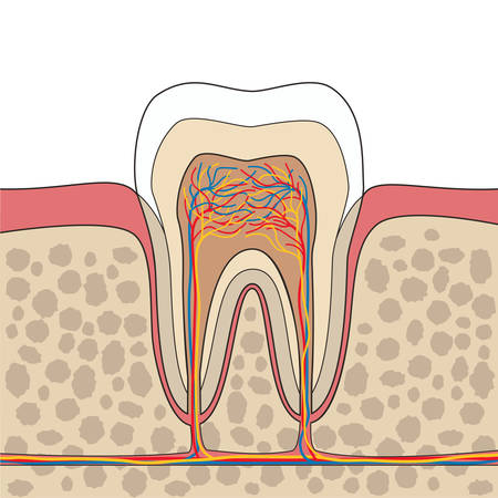 Cross section of tooth, gum, bone anatomy. Tooth Anatomy. Tooth anatomical depiction. Vector illustrationのイラスト素材