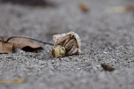 hermit crabの写真素材