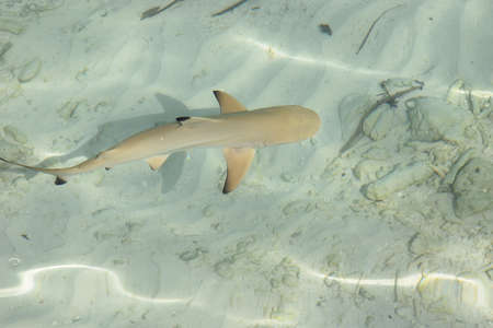 Baby Sharkの写真素材