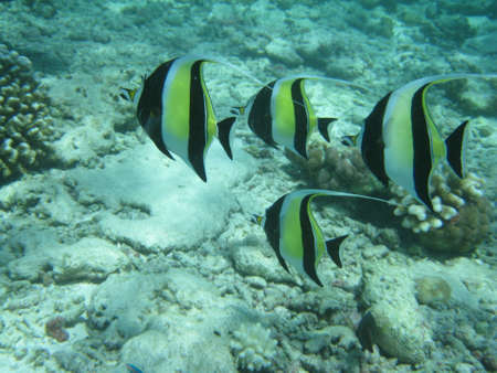 Group of reef-fishの写真素材