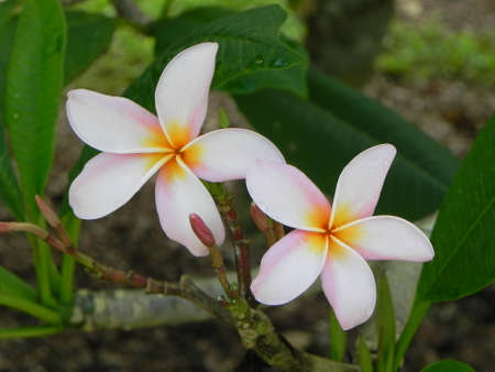 Pair of orchidsの写真素材