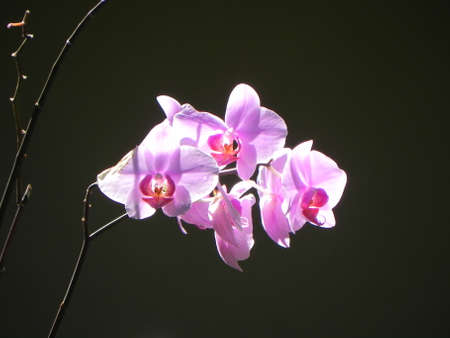 Orchid with blurry backgroundの写真素材