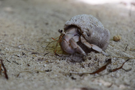 hermit crab