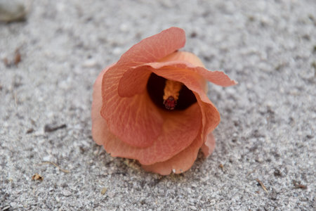 Flower on the groundの写真素材