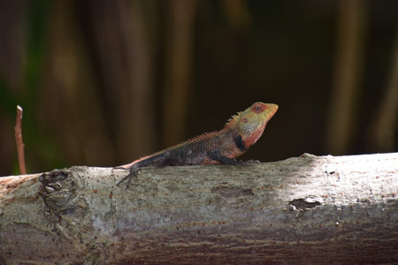 Lizard on a tree