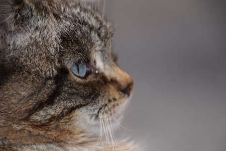 Portrait of a catの写真素材