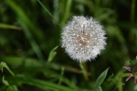 Dandelions in focusの写真素材