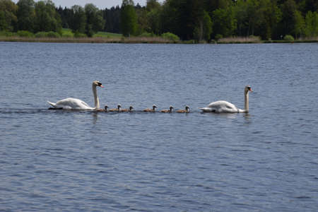 Swan familyの写真素材
