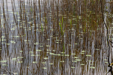 Reeds on the lakeの写真素材