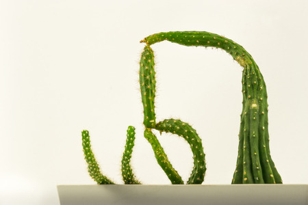 Cactus with an odd shapeの写真素材