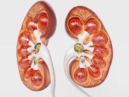 Kidney stones in the cross section of a kidney - 3D Renderingの写真素材