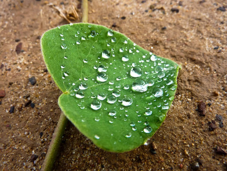 leaves wet by the spray