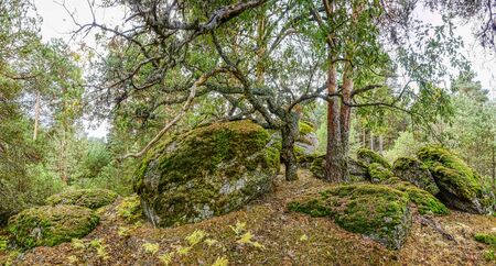 Tree supported on rockの写真素材