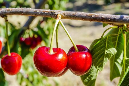Cherries on the tree ready for harvestの写真素材