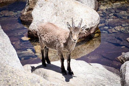 mountain goat next to a river in the northern sierra of the province of Madrid in the Iberian...