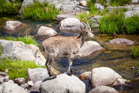 mountain goat next to a river in the northern sierra of the province of Madrid in the Iberian Peninsulaの写真素材