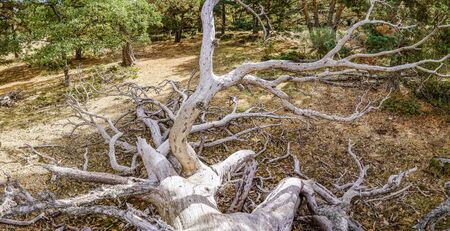 dead tree in the forestの写真素材