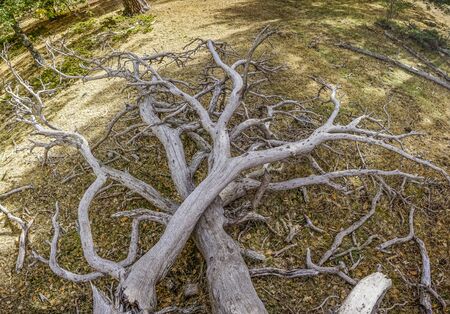 dead tree in the forestの写真素材