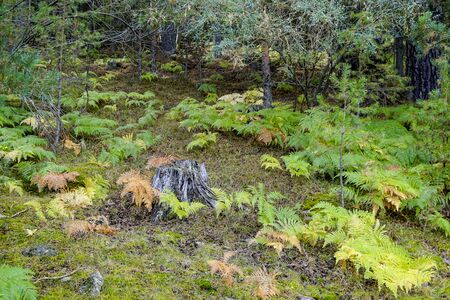 tree trunk surrounded by fernsの写真素材