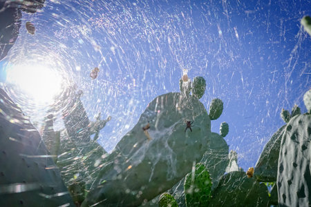 Opuntia ficus-indica, commonly known as, among others, prickly pear, fig (shovel), palera, prickly...