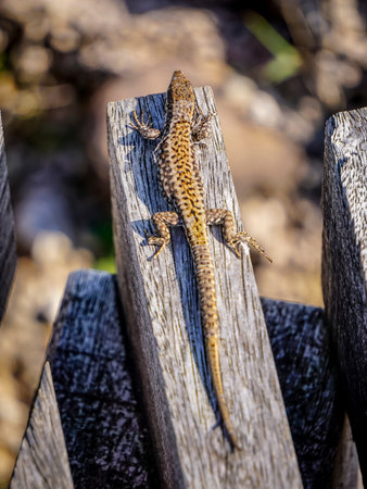 Close up of a lizard sitting on a wooden fence in the sunの写真素材