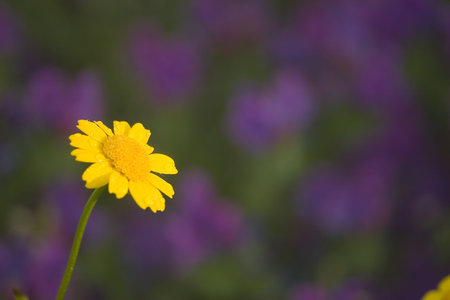 Yellow flowerの写真素材