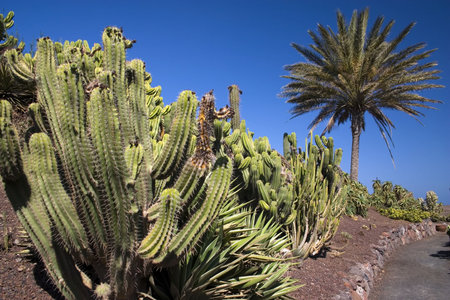 cactus with palm treeの写真素材