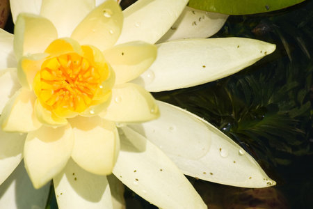 opened yellow lily close upの写真素材