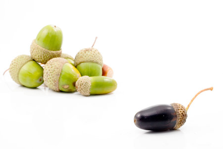 isolated acorn with different color from the othersの写真素材
