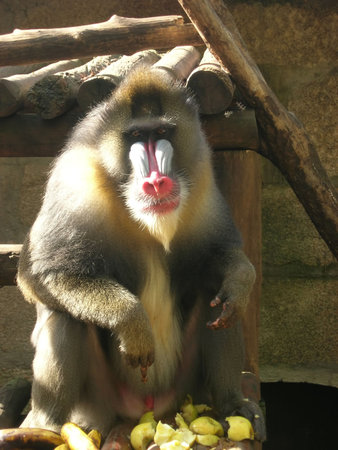Mandrill monkey eating on the zoo