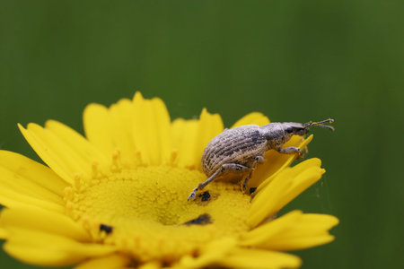 yellow daisy with a bug ready to jumpの写真素材