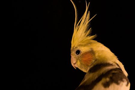 Yellow cockatiel looks at the camera