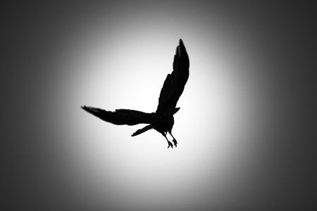A silhouette of a crow flying away into the sky with a strong vignetteの写真素材