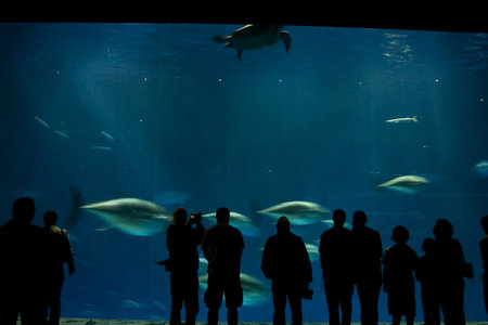 Silhouetted people look into an aquarium tankの写真素材