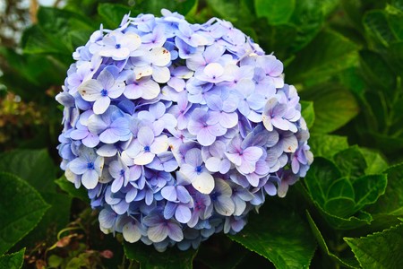 purple blue hydrangeaの写真素材