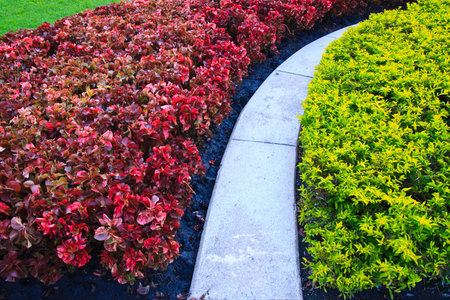 Contrast plantsの写真素材