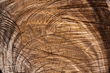 Cut brown wood texture in horizontal shotの写真素材