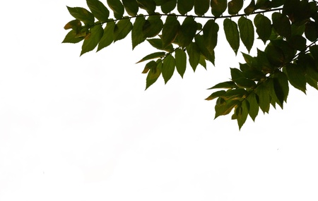 Top Right corner green leaves frame textureの写真素材