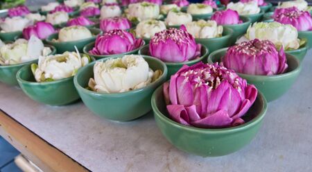 Pink and white lotus in cups set in row patternのeditorial素材