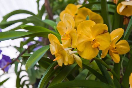 Yellow orchid flowers in group with green leaves in backgroundの写真素材