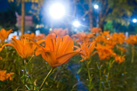 Night scene of orange tulips in gardenの写真素材