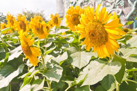 Group of sunflower in rural field landscapeの写真素材